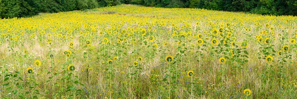 Campo Con Muchos Girasoles — Foto de Stock