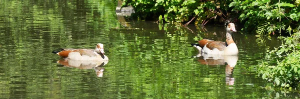 池の上に2羽のアヒル パノラマ — ストック写真