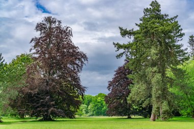Almanya, Kassel 'de birçok yaşlı ağacın olduğu Fuldaaue' ye park et.