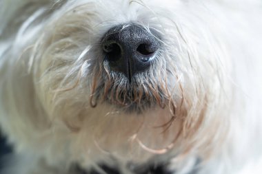 West Highland White Terrier 'ın burnuna yakın plan.