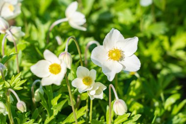 Bahçede güzel beyaz rüzgarçiçekleri