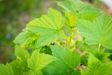 Genç, siyah bir frenk üzümü çalısının yeşil yaprakları, kopyalama alanı.