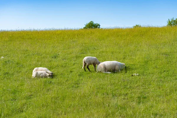 Sheep Lambs Pasture Summer Morning Germany — Stock Photo, Image