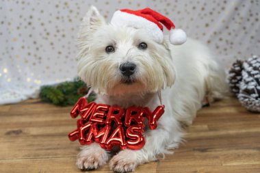 Küçük beyaz köpek, West Highland Beyaz Teriyeri, Noel Baba şapkası ve boynunda 