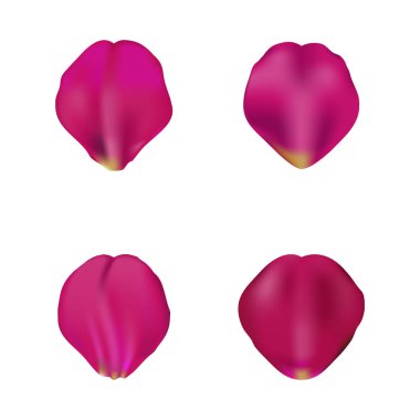 Gül rengi gül yaprakları seti, beyaz, vektör illüstrasyon izole