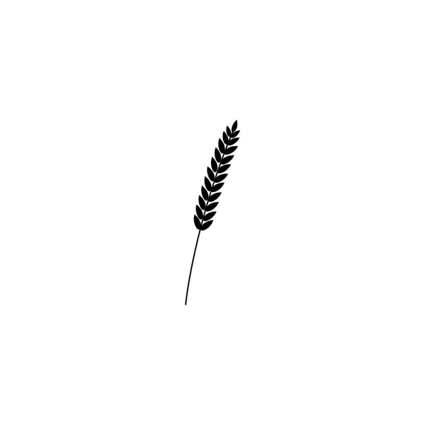 黑麦或大麦耳朵的向量例证与全麦 黑剪影小麦 黑麦或大麦作物收获标志或图标查出在白色背景 — 图库矢量图片
