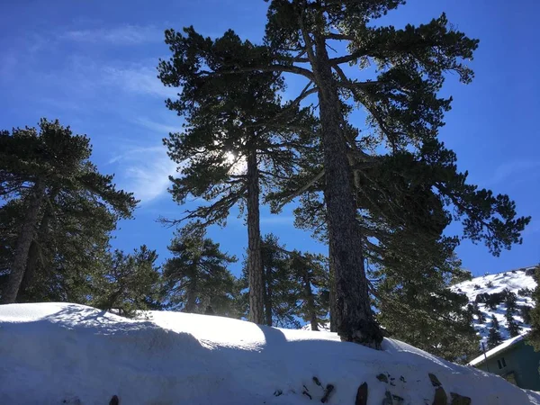 Beau paysage hivernal avec de grands pins verts et du soleil et de la neige — Photo