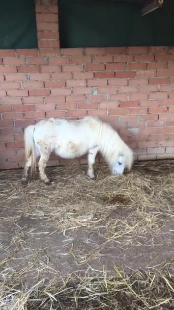 Cheval de poney miniature mangeant du foin dans l'écurie . — Video