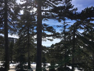 Bir kış ormandaki sunshining. Güzel büyük uzun boylu yeşil dağ pines mavi gökyüzü arka plan üzerinde. Manzara.