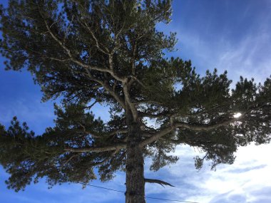 Bir kış ormandaki sunshining. Güzel büyük uzun boylu yeşil dağ pines mavi gökyüzü arka plan üzerinde. Manzara.