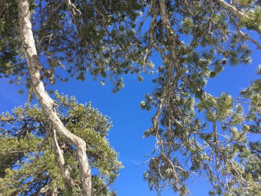 Bir kış ormandaki sunshining. Güzel büyük uzun boylu yeşil dağ pines mavi gökyüzü arka plan üzerinde. Manzara.