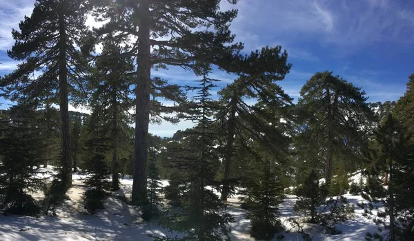 Sunshining in a winter forest. Beautiful big tall green mountain pines on blue sky background. Landscape.