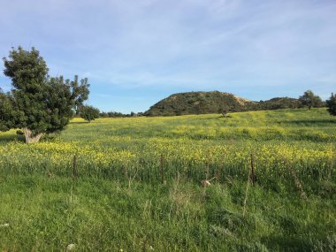 alan sarı çiçek ve mavi gökyüzü