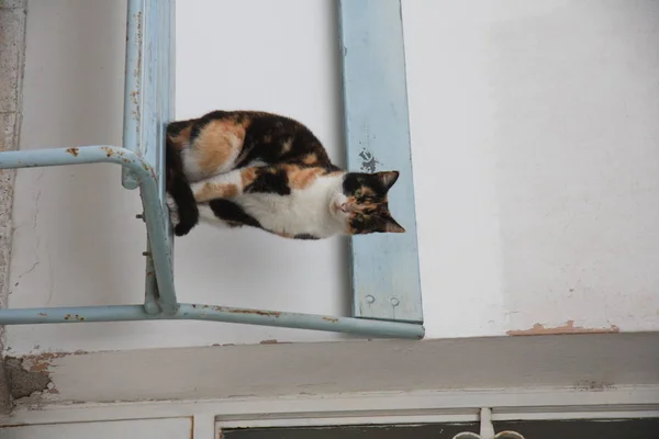 Кот, стоящий на стуле вне дома — стоковое фото