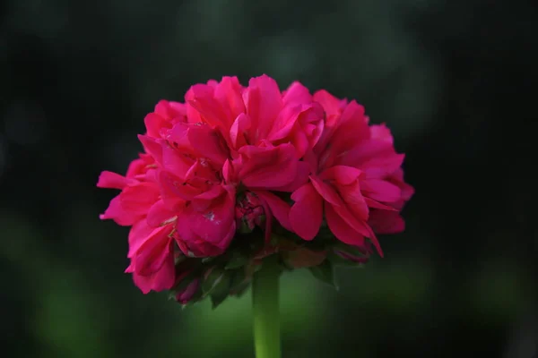 Close up of Rose Geranium pink blossom flower