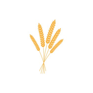 vector illustration of wheat, rye or barley ears with whole grain, yellow wheat, rye or barley crop harvest symbol or icon isolated on white background. clipart