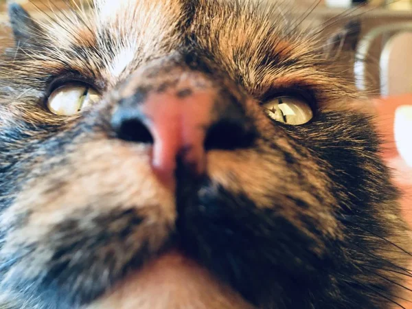 Кошачий нос крупным планом. Кошка смотрит вверх. Портрет — стоковое фото