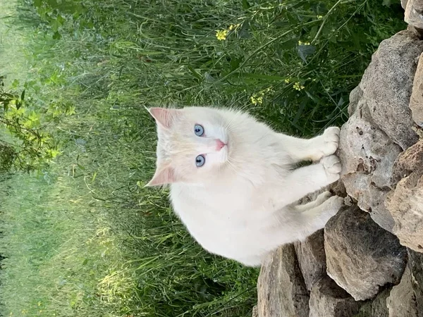 돌 위에 앉아있는 귀여운 작은 파란 눈 고양이 — 스톡 사진