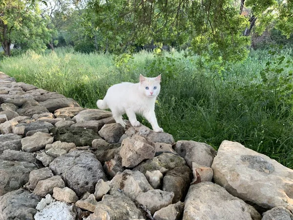 White cat on stones in green grass looking — Stock Photo, Image