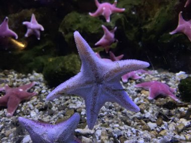 Akvaryum alt görünümünde Amazing Fromia Elegans Denizyıldızı