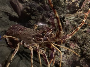 Restorandan akvaryumda ıstakoz. ıstakoz. Deniz ürünleri ile restoranlarda canlı ıstakoz akvaryumlarda tutulur, onlar tamamen taze servis edildiğinde.