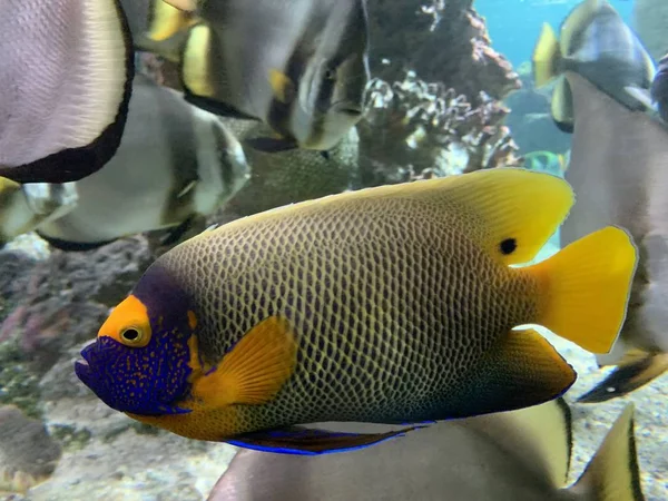 Merveilleux et beau monde sous-marin avec des coraux et des poissons tropicaux. — Photo