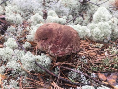 Yosun bir ormanda büyüyen beyaz mantar beyaz mantar