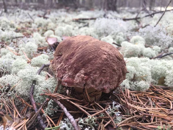 Weißer Pilz weißer Pilz, der in einem Wald im Moos wächst — Stockfoto