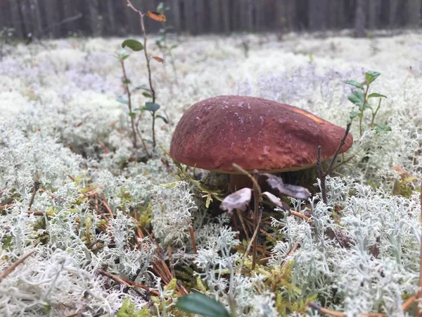 Vit svamp vit svamp växer i en skog i mossan — Stockfoto