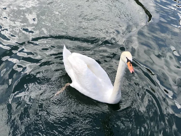 Göl garda üzerinde yüzen beyaz bir kuğu — Stok fotoğraf