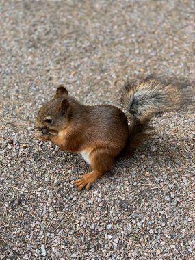 Parkta fındık yiyen sincap. Sincap doğa görünümü. Sincap portresi. Komik