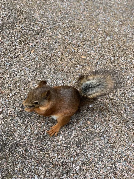 Eichhörnchen auf dem Boden im Park und frisst Nüsse. Eichhörnchen Natur Ansicht. Eichhörnchen-Porträt. lustig — Stockfoto