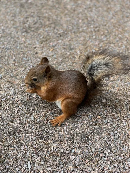 Eichhörnchen auf dem Boden im Park und frisst Nüsse. Eichhörnchen Natur Ansicht. Eichhörnchen-Porträt. lustig — Stockfoto