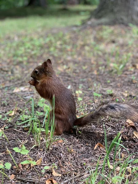 Ekorre på marken i parken äta nötter. Ekorre Nature View. Ekorre porträtt. Rolig — Stockfoto