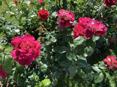 Kırmızı veya pembe gül çiçeği arka plan kırmızı gül çiçekleri üzerinde gül ler bahçede çiçeklenme.