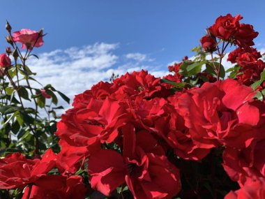 Kırmızı veya pembe gül çiçeği arka plan kırmızı gül çiçekleri üzerinde gül ler bahçede çiçeklenme.