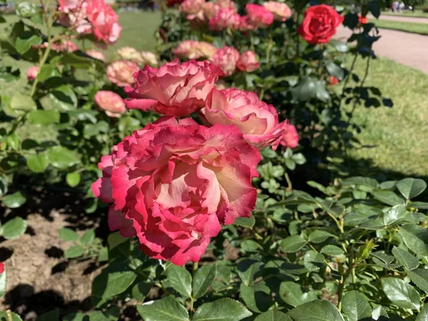 Jardins de roses images libres de droit, photos de Jardins de roses ...