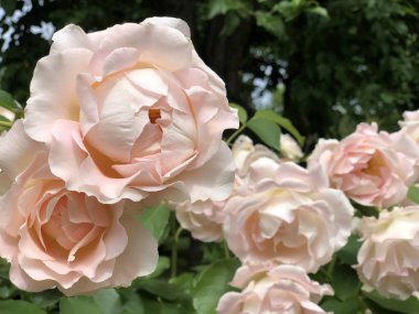 Renkli güllerin bahçesinde pembe güller.