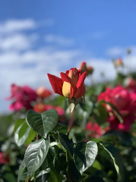 美しい赤と黄色の色の花のバラ — ストック写真