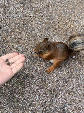 Sincap ellerinden yiyor. Sincap ellerinden çam fıstığı yiyor, yakın çekim.