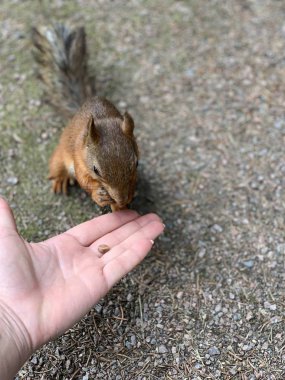 Sincap ellerinden yiyor. Sincap ellerinden çam fıstığı yiyor, yakın çekim.
