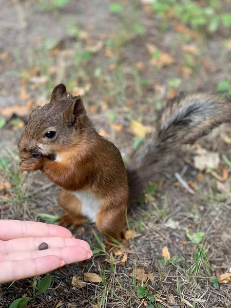 Ekorren äter av händerna. Ekorre äter pinjenötter från händerna, närbild. — Stockfoto