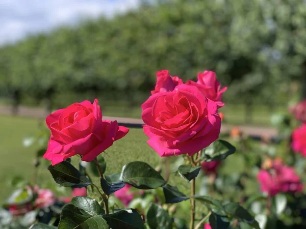 Red pink rose flowers. Background.