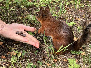 Kabarık kırmızı sincap portresi. Sincap elden yer. Küçük sincap yerde öğle yemeği yer. Küçük kemirgen küçük ellerde fındık tutuyor.