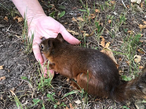 Portrait for fluffy red squirrel. Squirrel eats from hand. Little squirrel has lunch on the ground. Small rodent is holding nuts in small hands. — Stock Photo, Image