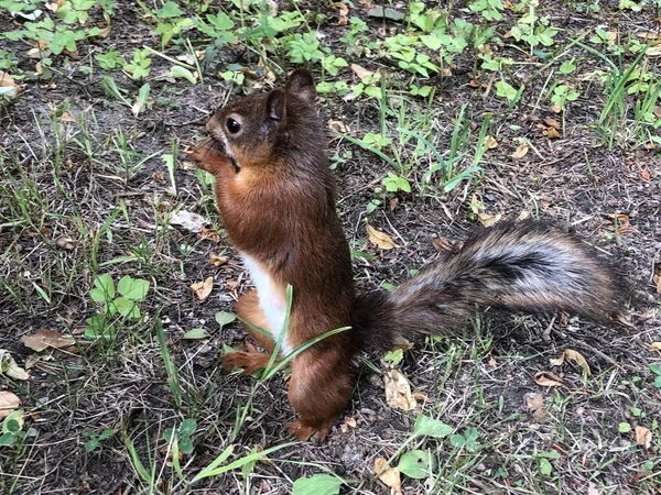 Ekorre på marken i parken äta nötter. Ekorre Nature View. Ekorre porträtt. Rolig — Stockfoto