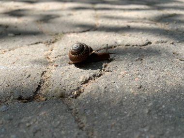Salyangoz asfalt ile bir yol üzerinde çalışıyor