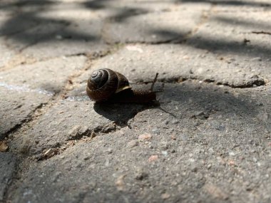 Salyangoz asfalt ile bir yol üzerinde çalışıyor