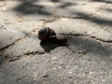 Salyangoz asfalt ile bir yol üzerinde çalışıyor