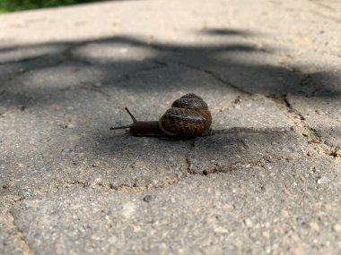 Salyangoz asfalt ile bir yol üzerinde çalışıyor